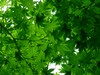 A photo of leaves