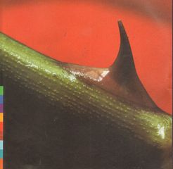 Thumbnail - NUSRAT FATEH ALI KHAN & Michael BROOK