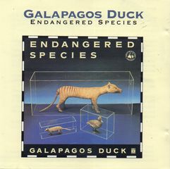 Thumbnail - GALAPAGOS DUCK